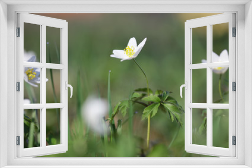 Fototapeta Naklejka Na Ścianę Okno 3D - Forest flowers snowdrop Anemone nemorosa closeup