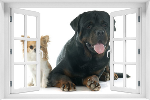 Fototapeta Naklejka Na Ścianę Okno 3D - rottweiler and chihuahua