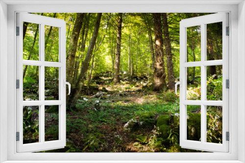 Fototapeta Naklejka Na Ścianę Okno 3D - Forêt de l'Altopiano di Asiago