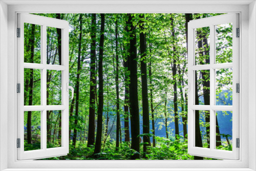 Fototapeta Naklejka Na Ścianę Okno 3D - autumn forest trees