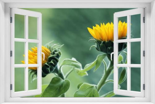Fototapeta Naklejka Na Ścianę Okno 3D - Słoneczniki