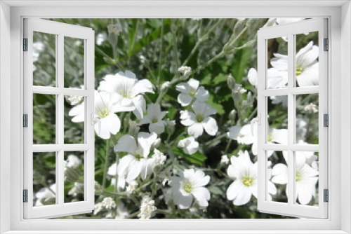 Fototapeta Naklejka Na Ścianę Okno 3D - Field with White flowers