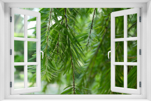 Fototapeta Naklejka Na Ścianę Okno 3D - Willow leaf background. Green abstract theme
