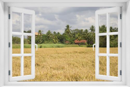 Fototapeta Naklejka Na Ścianę Okno 3D - Сельский пейзаж с рисовым полем. Шри-Ланка