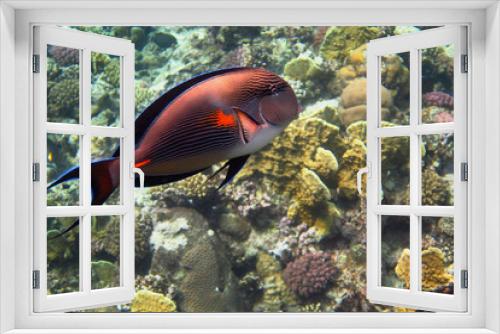 Fototapeta Naklejka Na Ścianę Okno 3D - arabischer doktorfisch grossansicht