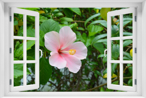 Fototapeta Naklejka Na Ścianę Okno 3D - pink rose-mallow