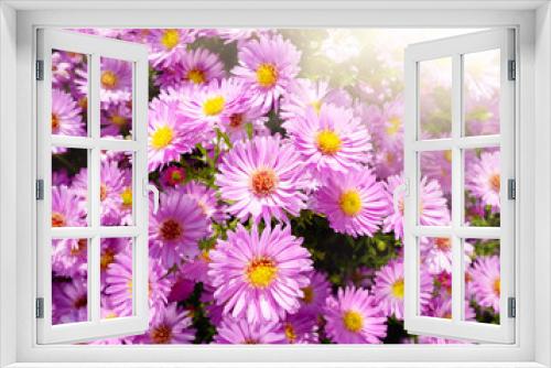 Fototapeta Naklejka Na Ścianę Okno 3D - Violet Asters