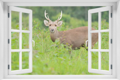 Fototapeta Naklejka Na Ścianę Okno 3D - hog deer in open field,wildlife