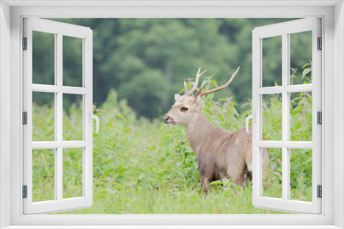 Fototapeta Naklejka Na Ścianę Okno 3D - hog deer in open field,wildlife