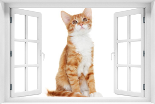 Fototapeta Naklejka Na Ścianę Okno 3D - ginger kitten looking