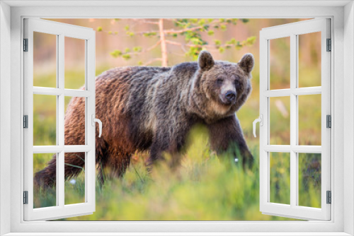 Fototapeta Naklejka Na Ścianę Okno 3D - Wild brown bears in forest