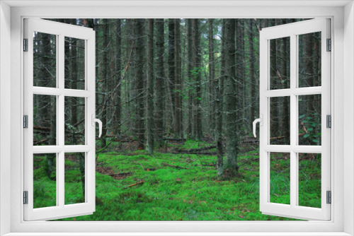 Fototapeta Naklejka Na Ścianę Okno 3D - summer spruce forest landscape