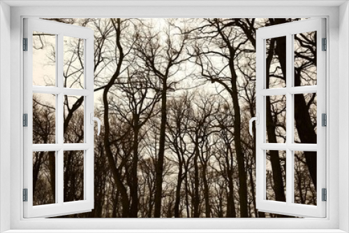 Fototapeta Naklejka Na Ścianę Okno 3D - Bare trees