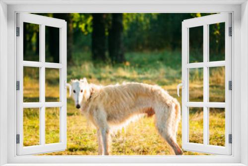 Fototapeta Naklejka Na Ścianę Okno 3D - White Russian Dog, Borzoi, Hunting dog in Summer Woods