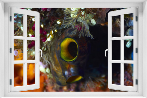 Fototapeta Naklejka Na Ścianę Okno 3D - coral reef