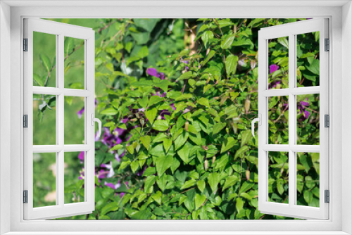 Fototapeta Naklejka Na Ścianę Okno 3D - Eremophila nivea purple flowers blossom