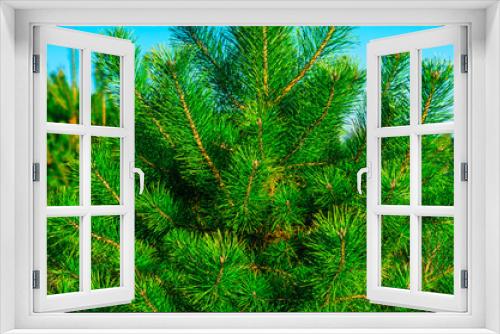 Fototapeta Naklejka Na Ścianę Okno 3D - Green young pine