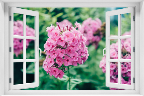 Fototapeta Naklejka Na Ścianę Okno 3D - Beautiful phlox flowers outdoor