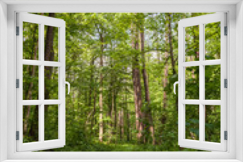 Fototapeta Naklejka Na Ścianę Okno 3D - Green deciduous forest on a sunny day