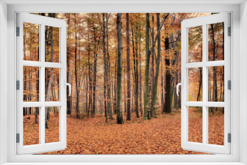 Fototapeta Naklejka Na Ścianę Okno 3D - Jesienny widok lasu