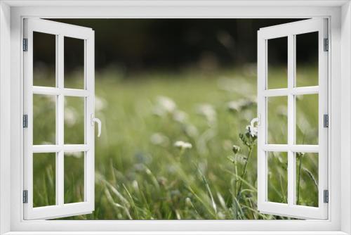 Fototapeta Naklejka Na Ścianę Okno 3D - Abstract meadow with white flowers