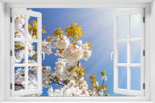 Fototapeta Naklejka Na Ścianę Okno 3D - Spring sakura blossoms with white flowers and shining sun