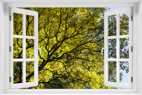 Fototapeta Naklejka Na Ścianę Okno 3D - green  tree branch
