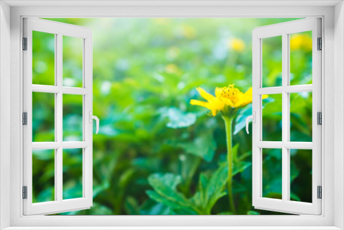 Fototapeta Naklejka Na Ścianę Okno 3D - Yellow little sunflower green leaf