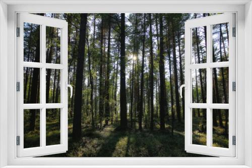 Fototapeta Naklejka Na Ścianę Okno 3D - forest landscape in summer europe pine