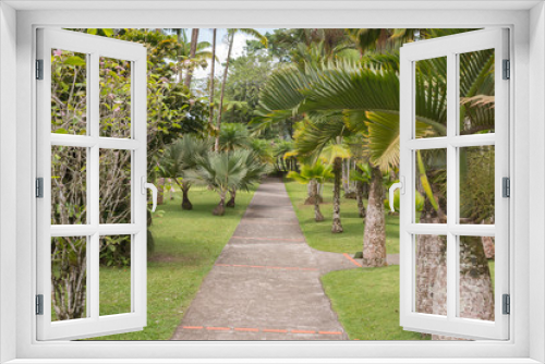Fototapeta Naklejka Na Ścianę Okno 3D - Weg mit Palmen im Jardin de Balata, Martinique