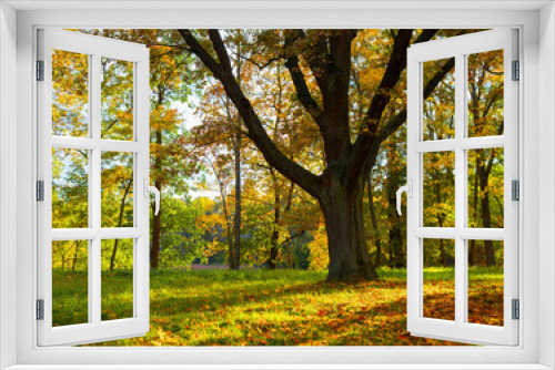 Fototapeta Naklejka Na Ścianę Okno 3D - Oak tree in fall.