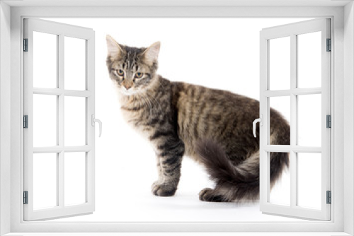 Fototapeta Naklejka Na Ścianę Okno 3D - Cute tabby cat