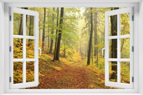 Fototapeta Naklejka Na Ścianę Okno 3D - Autumn beech forest in misty weather