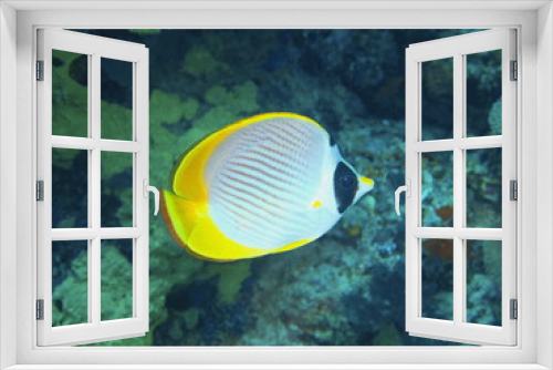 Fototapeta Naklejka Na Ścianę Okno 3D - Coral fish, Island Bali