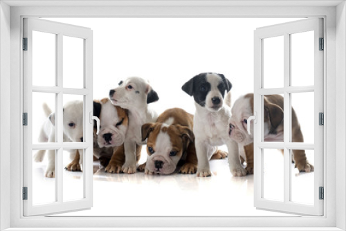 Fototapeta Naklejka Na Ścianę Okno 3D - puppies english bulldog and jack russel terrier