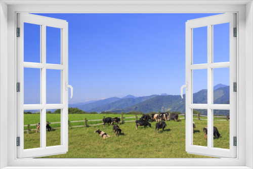 Fototapeta Naklejka Na Ścianę Okno 3D - Dairy cattle eating grass in Taitung, Taiwan