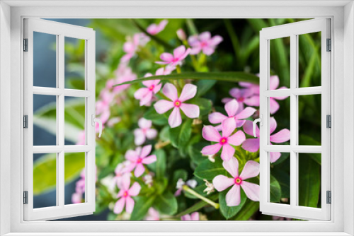 Fototapeta Naklejka Na Ścianę Okno 3D - Balsam blossom
