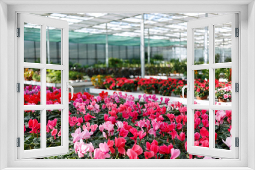 Fototapeta Naklejka Na Ścianę Okno 3D - Flowers in a greenhouse 