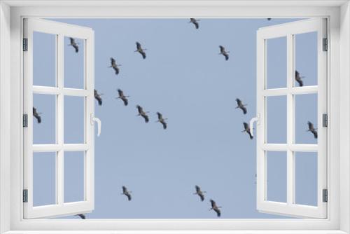 Fototapeta Naklejka Na Ścianę Okno 3D - Migrating White Storks