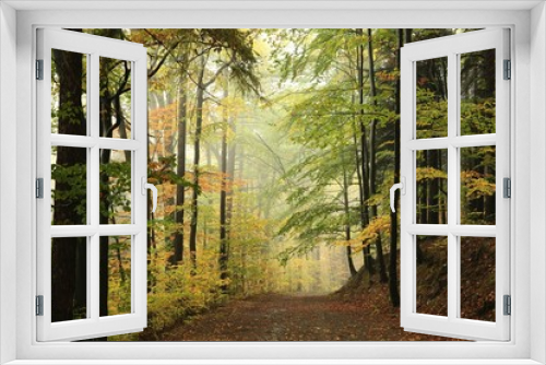 Fototapeta Naklejka Na Ścianę Okno 3D - Path through the autumnal forest