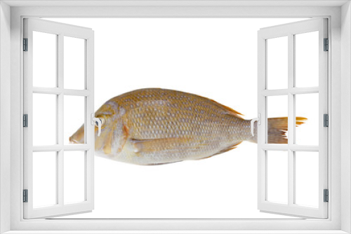 Fototapeta Naklejka Na Ścianę Okno 3D - Fish isolated on white background