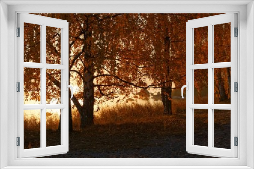 Fototapeta Naklejka Na Ścianę Okno 3D - Golden birches