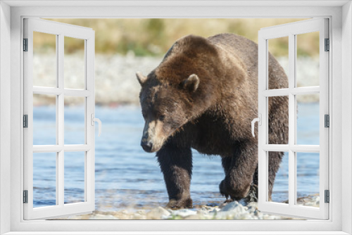Fototapeta Naklejka Na Ścianę Okno 3D - Big brown bear at Katmai Alaska