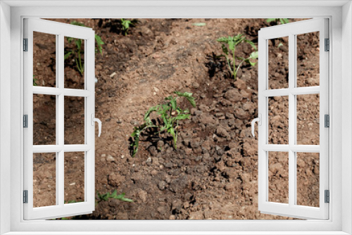 Fototapeta Naklejka Na Ścianę Okno 3D - seedlings