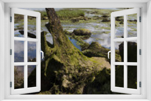 Fototapeta Naklejka Na Ścianę Okno 3D - Wetland in Ireland