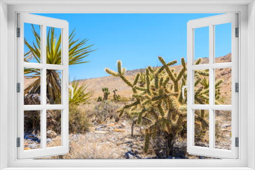 Fototapeta Naklejka Na Ścianę Okno 3D - Cactus, Red Rock Canyon, Nevada, USA