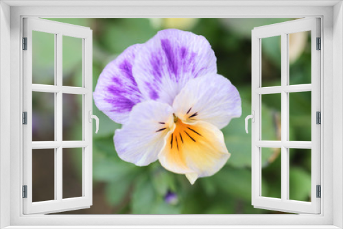 Fototapeta Naklejka Na Ścianę Okno 3D - Mix color pansy flower.