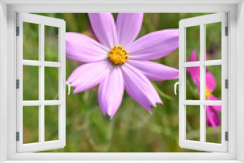 Fototapeta Naklejka Na Ścianę Okno 3D - Cosmos flower
