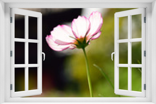 Fototapeta Naklejka Na Ścianę Okno 3D - Cosmos flower
