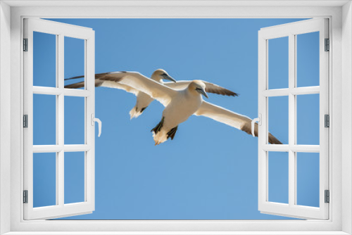 Fototapeta Naklejka Na Ścianę Okno 3D - Northern gannets
